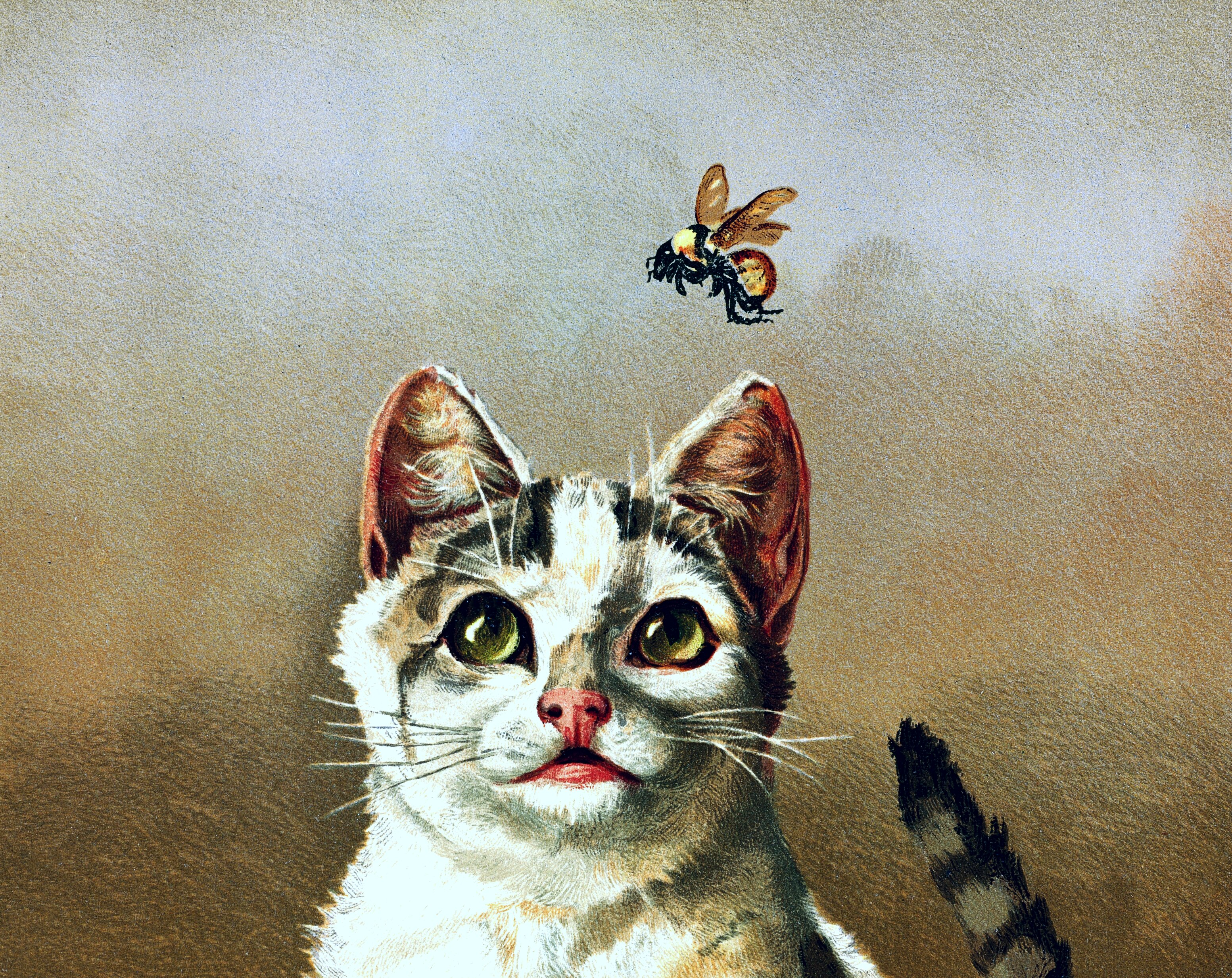 A vintage chromolithograph illustration of a tabby kitten with wide, yellow-green eyes staring upward at a large bumblebee hovering just above its head. The kitten has white and grey-brown markings, a pink nose, prominent whiskers, and an alert, curious expression. Its striped tail is visible curling up in the lower right corner. The background is a warm, muted grey-brown gradient typical of 19th-century print illustration.