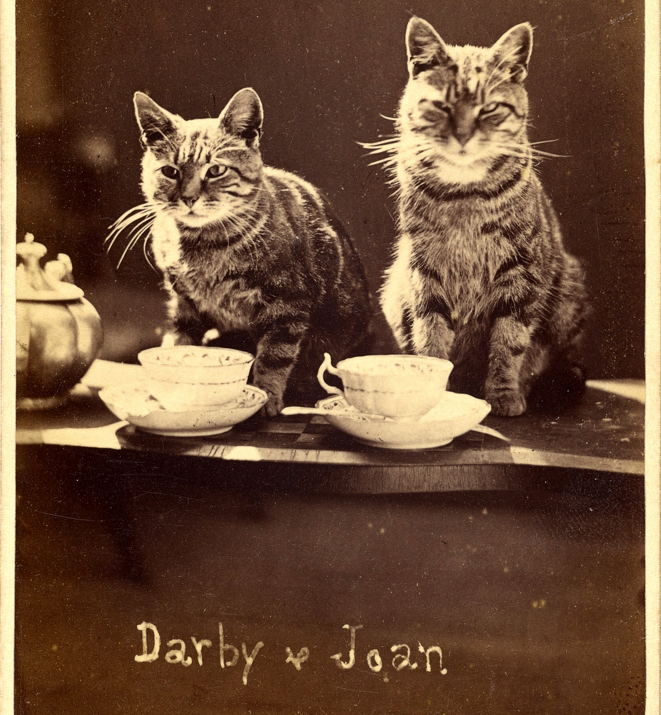 A vintage sepia photograph, likely late 19th century, showing two striped tabby cats posed on a wooden table as if sitting down to tea. In front of them are two porcelain teacups on saucers and what appears to be a teapot to the left. Both cats face the camera directly. The left cat leans slightly forward with one paw near a cup; the right sits upright with a composed, slightly imperious expression. The image has the soft grain and tonal warmth of albumen, silver print photography. Cursive handwriting at the bottom identifies them as 'Darby & Joan,' a traditional English idiom for a devoted older couple, suggesting these were beloved companion animals photographed as a pair.