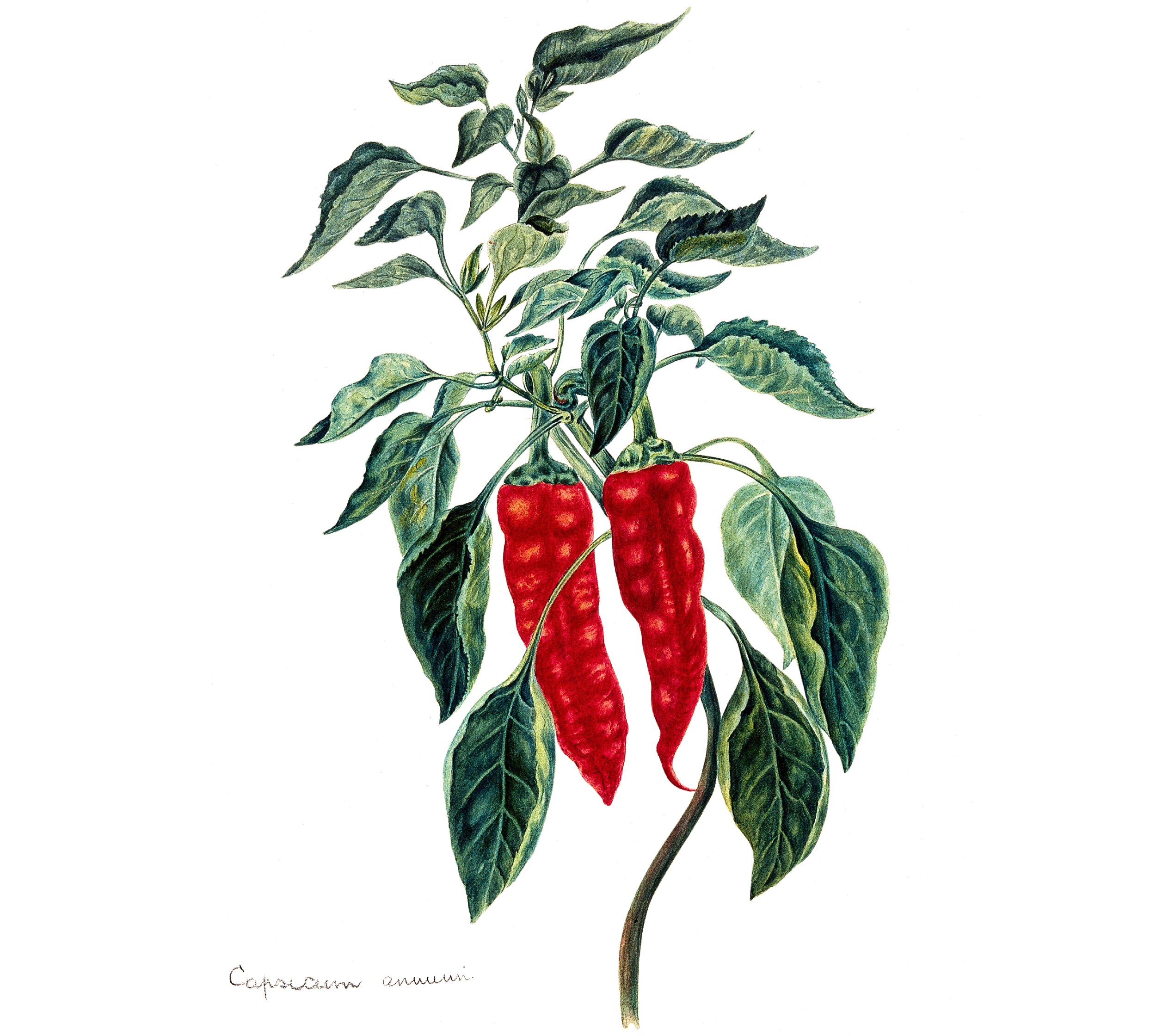 Botanical illustration of Capsicum annuum (chili pepper plant), showing two ripe red chili peppers hanging from a branching stem surrounded by dark green serrated leaves. The rendering is detailed and naturalistic in the style of a scientific watercolour plate, with the Latin species name handwritten in cursive at the bottom left.