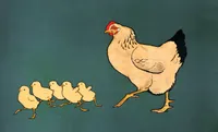 Vintage-style illustration of a hen walking left with five small yellow chicks following in a line behind her, set against a solid dark teal-green background. The hen has cream and tan feathering, a red comb and wattle, and a black-tipped tail; the chicks are pale yellow with orange beaks and legs.