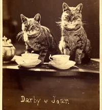 A vintage sepia photograph, likely late 19th century, showing two striped tabby cats posed on a wooden table as if sitting down to tea. In front of them are two porcelain teacups on saucers and what appears to be a teapot to the left. Both cats face the camera directly. The left cat leans slightly forward with one paw near a cup; the right sits upright with a composed, slightly imperious expression. The image has the soft grain and tonal warmth of albumen, silver print photography. Cursive handwriting at the bottom identifies them as 'Darby & Joan,' a traditional English idiom for a devoted older couple, suggesting these were beloved companion animals photographed as a pair.