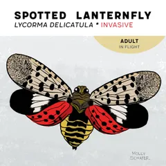 Scientific illustration of the spotted lanternfly (Lycorma delicatula), an invasive species, depicted as an adult in flight against a light grey background. The insect is shown from above with wings fully extended. The outer forewings are tan/beige with scattered black oval spots and dark grey tips. The inner hindwings are vivid red with black spots and white patches near the body, edged in solid black. The abdomen is yellow with bold black horizontal bands. The head is dark brown with visible eyes. Text at top reads 'SPOTTED LANTERNFLY / Lycorma delicatula * INVASIVE' in bold black and red type. A gold badge in the upper right reads 'ADULT IN FLIGHT.' Illustrated by Molly Schafer.