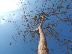 Upward view of a baobab tree with a thick, pale trunk and sparse canopy of branches with green leaves against a bright blue sky, with power lines crossing diagonally through the frame and a bird in flight visible in the upper left corner.