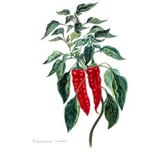 Botanical illustration of Capsicum annuum (chili pepper plant), showing two ripe red chili peppers hanging from a branching stem surrounded by dark green serrated leaves. The rendering is detailed and naturalistic in the style of a scientific watercolour plate, with the Latin species name handwritten in cursive at the bottom left.