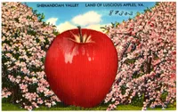 Vintage linen postcard reading 'Shenandoah Valley — Land of Luscious Apples, VA.'' A comically oversized red apple, rendered in the exaggerated style typical of mid-20th century novelty postcards, dominates the center of the image against a background of pink-blossoming apple trees under a blue sky with white clouds. A handwritten number '89303' appears in the upper right corner.